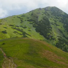 Wędrowcy na szlaku prowadzącym na szczyt Wielkiego Krywania. Zielone, trawiaste zbocza górskie z kępami kosodrzewiny.
