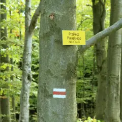 Szlak turystyczny na Lackową górę. Tabliczka z nazwą Przełęcz Pułaskiego i znak czerwono-biały na drzewie w lesie.