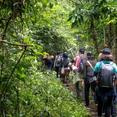 Grupa ludzi wyrusza na **trekking co to** znaczy wędrówkę przez gęsty, zielony las.
