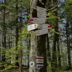 Drzewo z drogowskazami szlaków turystycznych w lesie. Wskazują drogę do Lubomira, Kasiny Wielkiej i innych miejsc.
