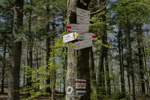 Drzewo z drogowskazami szlaków turystycznych w lesie. Wskazują drogę do Lubomira, Kasiny Wielkiej i innych miejsc.
