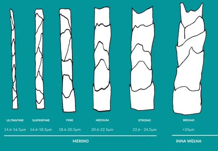 Porównanie grubości włókien: ultrafine, superfine, fine, medium, strong wełna z merynosa oraz inna wełna.