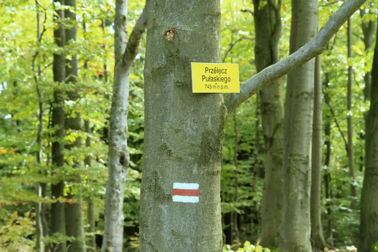 Szlak turystyczny na Lackową górę. Tabliczka z nazwą Przełęcz Pułaskiego i znak czerwono-biały na drzewie w lesie.