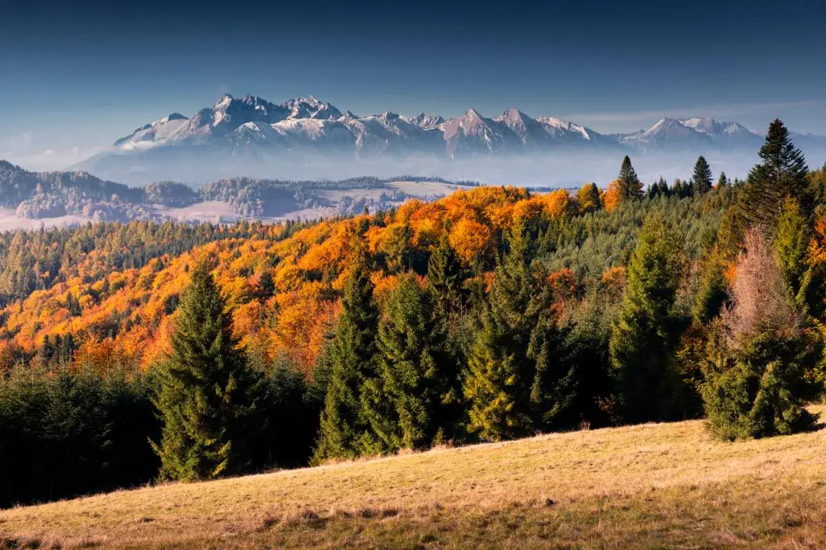 Jesienne barwy lasów w Beskidzie Sądeckim, z widokiem na Tatry. Szlaki na Radziejową kuszą kolorami.