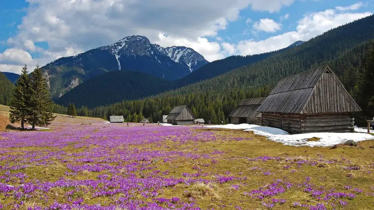 Tatry w maju: kwitnące krokusy na hali, drewniane szałasy i ośnieżone szczyty w tle.